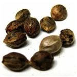 Семена марихуаны АК-47 (Seeds AK-47) в Энгельсе Семена марихуаны АК-47 (Seeds AK-47) в Энгельсе